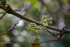 Tetrastigma leucostaphylum